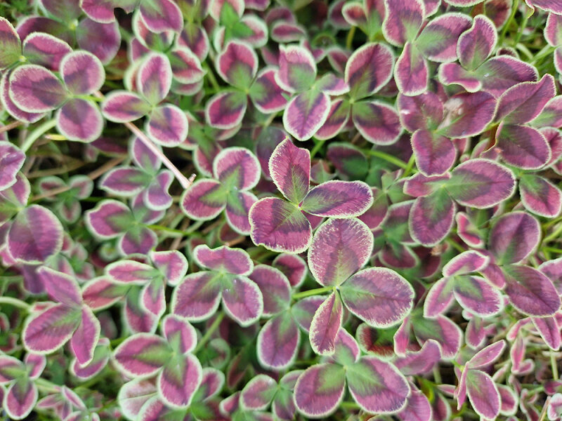 Trifolium repens Estelle
