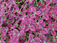 Trifolium repens Isabella