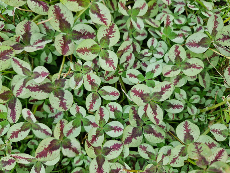 Trifolium repens Sweet Mike