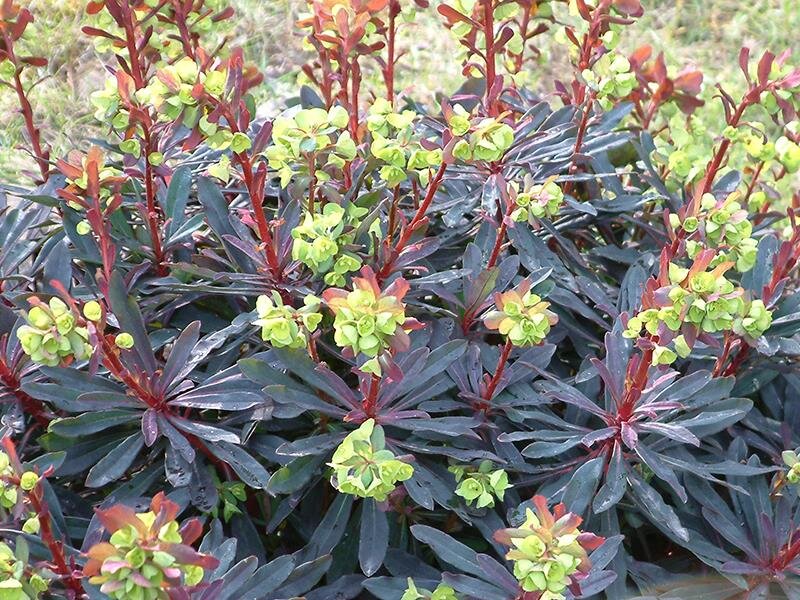 Euphorbia amygdaloides Purpurea P1