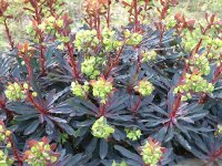 Euphorbia amygdaloides Purpurea P1