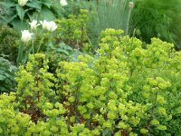 Euphorbia amygdaloides Purpurea P1