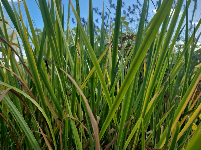 Acorus calamus