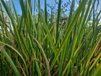 Acorus calamus