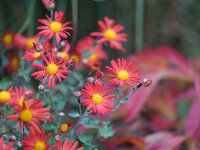 Chrysanthemum Feuerstern