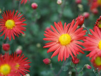 Chrysanthemum Feuerstern