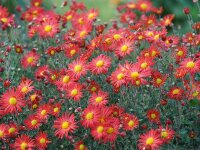 Chrysanthemum Feuerstern
