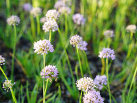 Allium senescens In Orbit