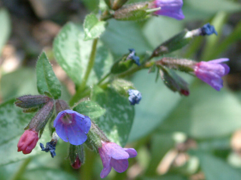 Pulmonaria Hybr. Majeste