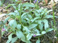 Pulmonaria Hybr. Majeste