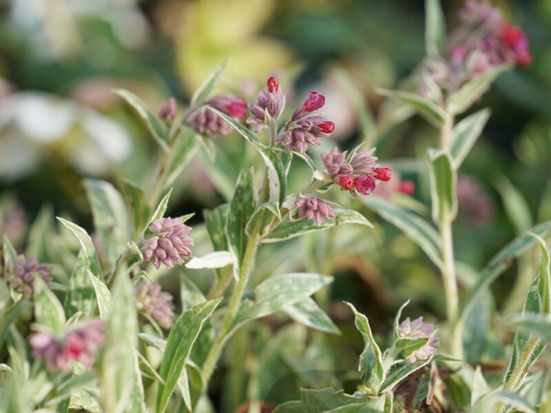 Pulmonaria sacharata Raspberry Frost ®