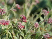 Pulmonaria sacharata Raspberry Frost ®