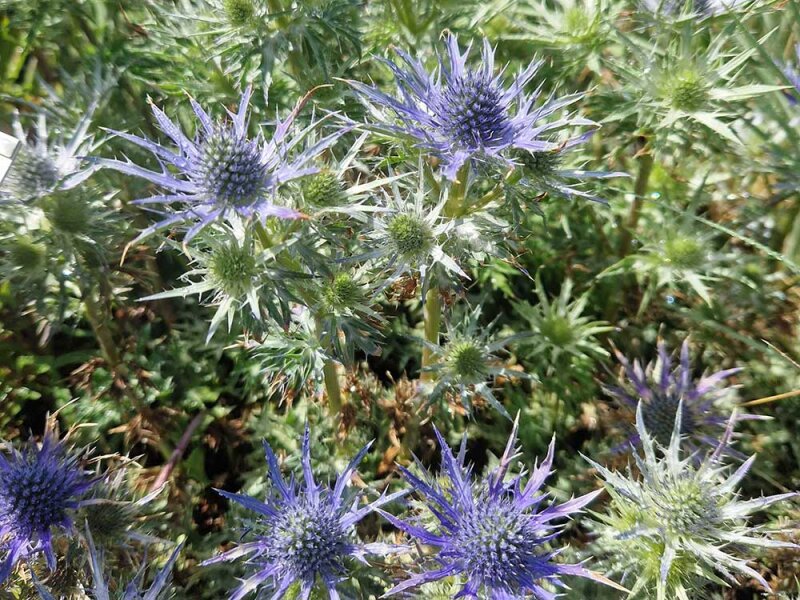 Eryngium bourgatii-Hybr. Lapis Blue