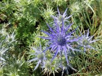 Eryngium bourgatii-Hybr. Lapis Blue