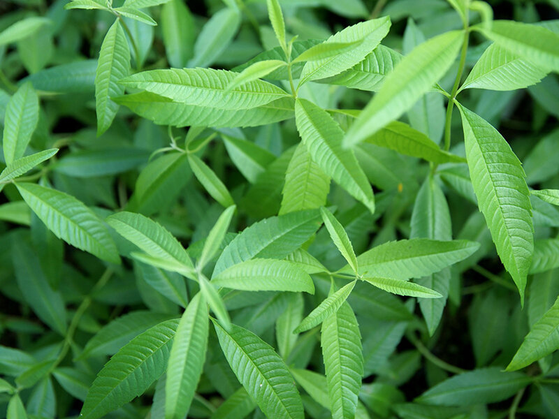 Aloysia triphylla