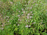 Aloysia triphylla