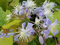 Clematis heracleifolia Mrs R.Brydon P1