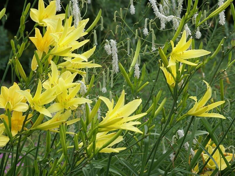 Hemerocallis citrina P1