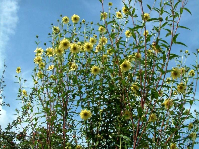 Helianthus giganteus Sheila`s Sunshine