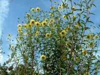 Helianthus giganteus Sheila`s Sunshine
