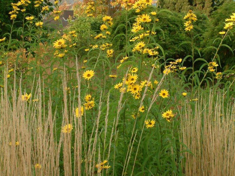 Helianthus maximiliani