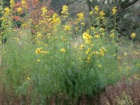 Helianthus maximiliani