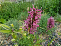 Betonica orientalis