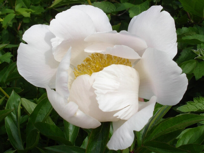 Paeonia lactiflora Nymphe (Solitär) KEIN VERSAND