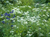 Anthriscus sylvestris