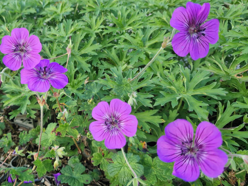 Geranium Hybr. Pink Penny