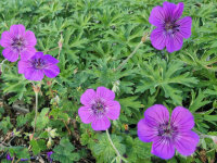 Geranium Hybr. Pink Penny