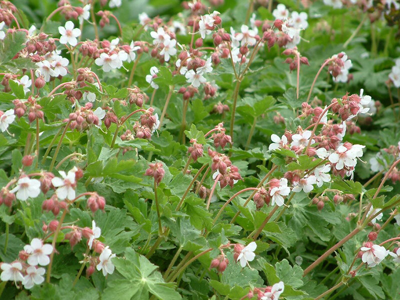 Geranium macrorrhizum Geranimo White