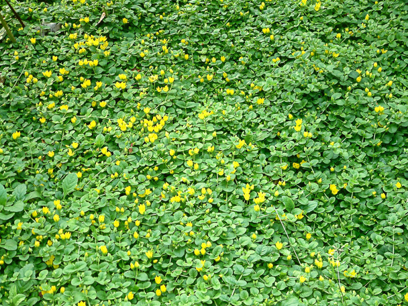 Lysimachia nummularia