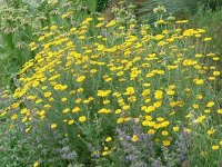 Anthemis tinctoria Ala Dagh