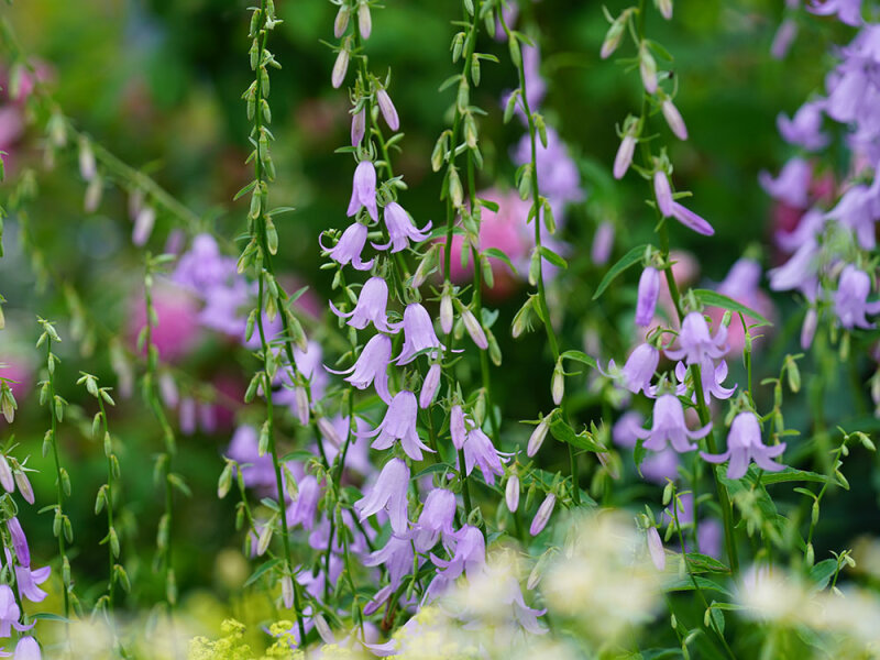 Campanula rapunculus