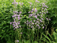 Campanula rapunculus