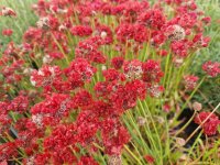 Armeria pseudoarmeria Joystick Red