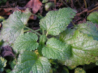 Melissa officinalis ssp. altissima
