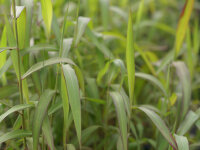 Spodiopogon sibiricus