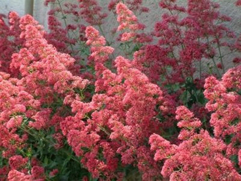 Centranthus ruber Coccineus