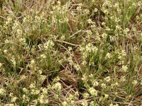 Carex umbrosa Feuerbach*