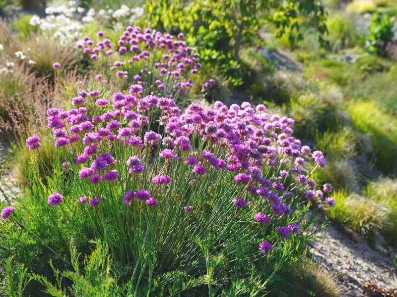 Armeria pseudoarmeria Ballerina Purple Rose