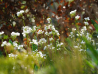 Allium zebdanense P0,5