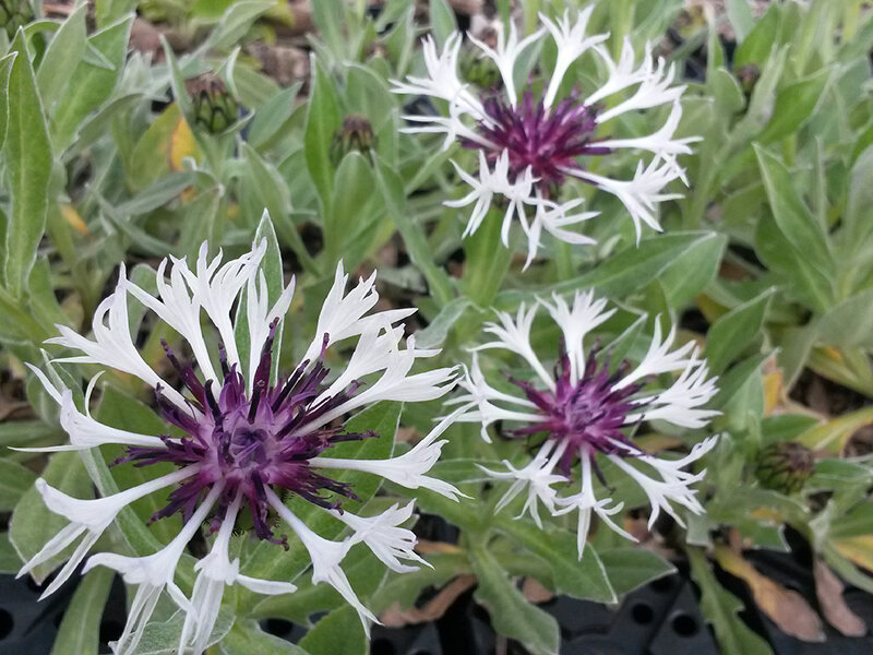 Centaurea montana Amethyst in Snow