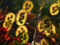 Lunaria annua