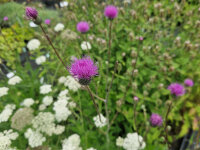 Cirsium canum