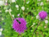 Cirsium canum