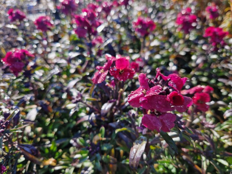 Erysimum cheirii Red Jep®