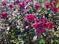 Erysimum cheirii Red Jep®