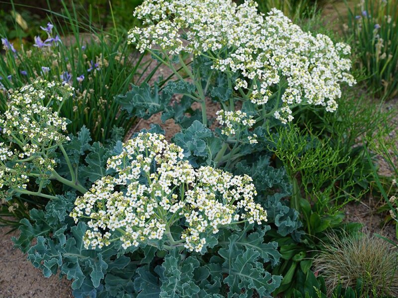 Crambe maritima P1